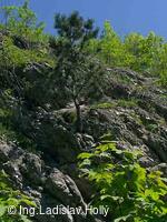 Hrad Starý Jičín 2004-05-21