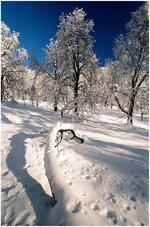 Fotoklub Příbor, Přátelé výtvarné fotografie
