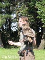 představení sokolníků z Ostravy